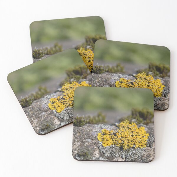 Item preview, Common Orange Lichen designed and sold by Calidris Fotografie Steffi & Ben Köppler.