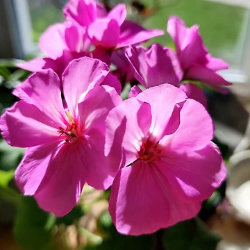 Artwork thumbnail, Geranium by bobewing