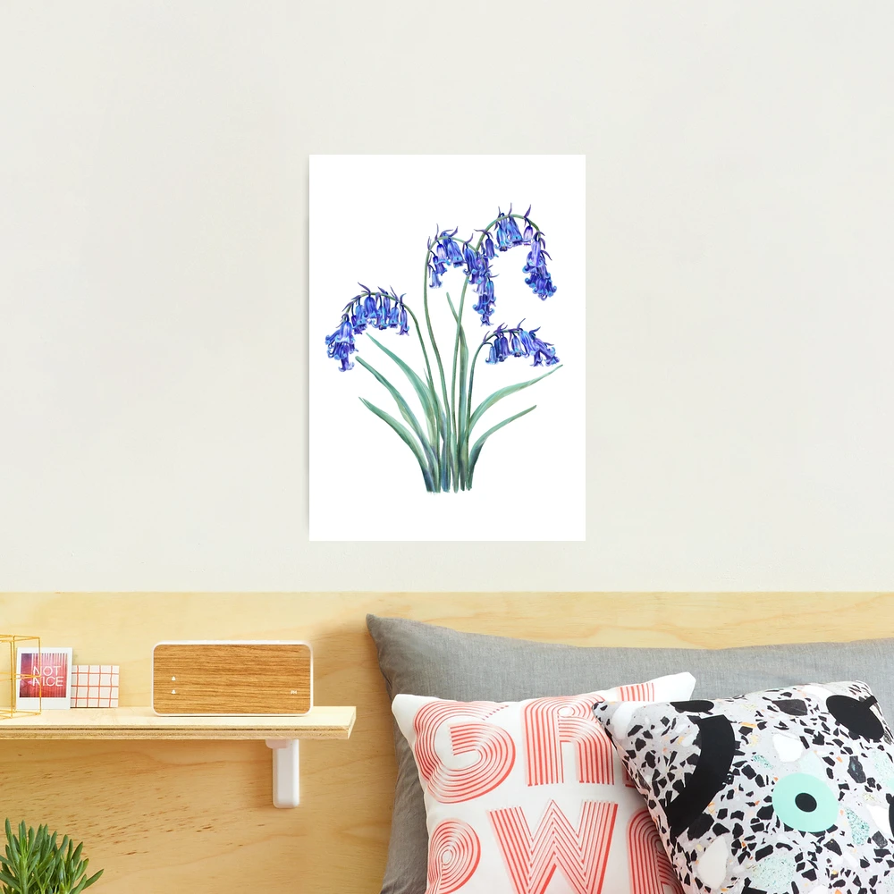 English Bluebell  Photographic Print for Sale by Sitenkovamary