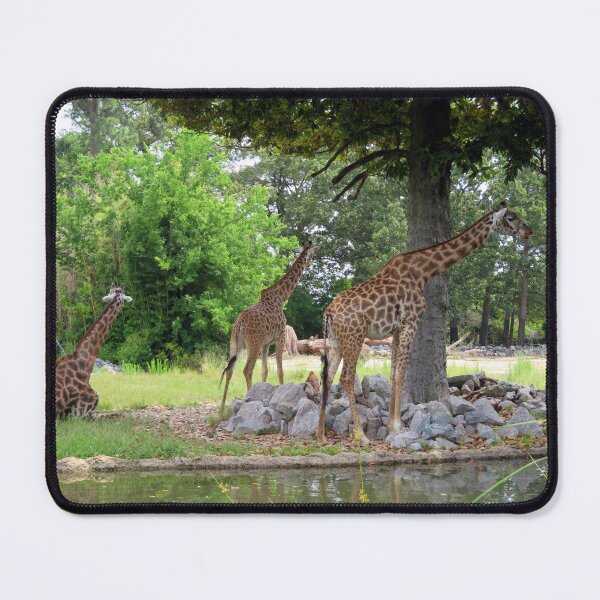 Item preview, Tranquil, Yet Party Animals Safari Zoo Virginia designed and sold by BGGretchen.