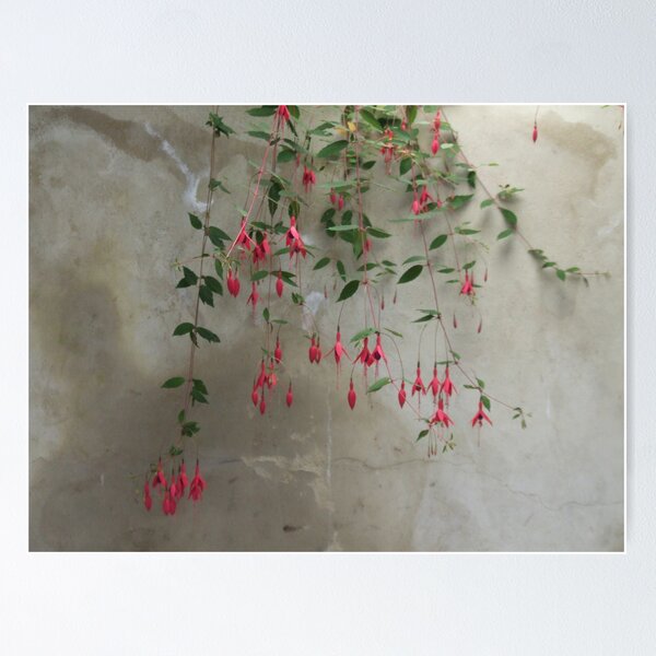 Item preview, Fuschia on the wall designed and sold by paulm100.