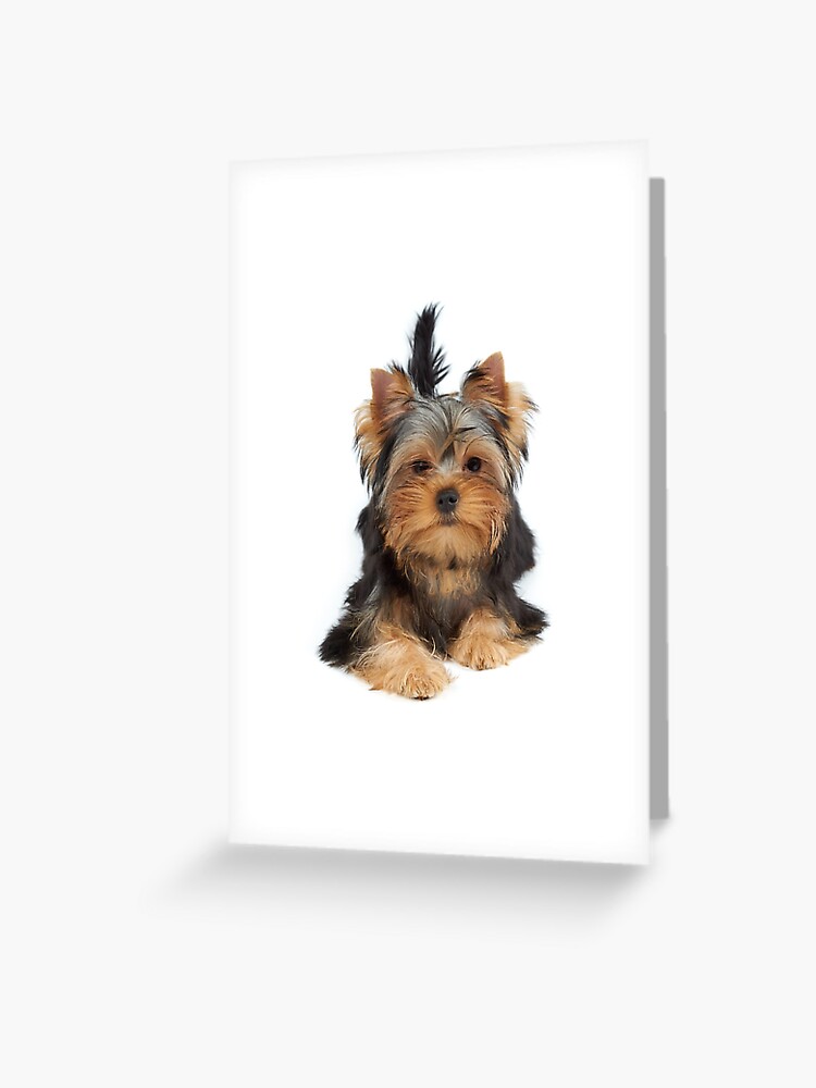 Cute puppy of the Yorkshire Terrier on white background