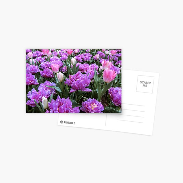 Item preview, Host of Lavender Tulips designed and sold by DPalmer.