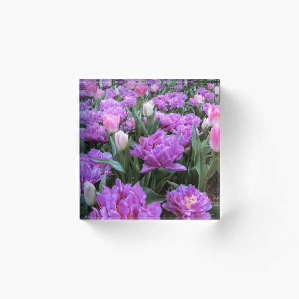 Aperçu de l'œuvre Hôte des tulipes à la lavande créée et vendue par DPalmer.