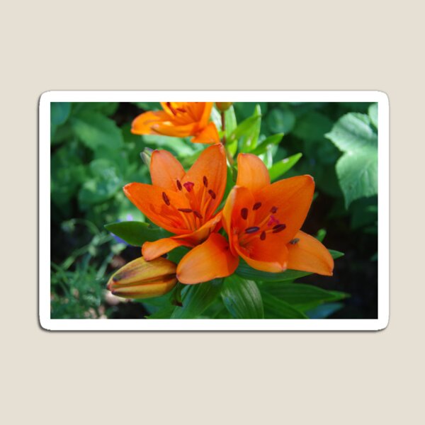 Item preview, Orange Lilies designed and sold by lezvee.