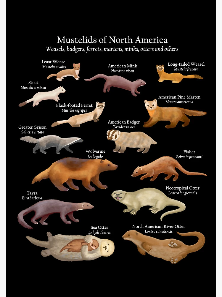 Badgers, weasels, otters, stoats and more: A guide to Britain's mustelids -  Country Life