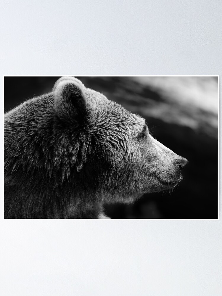 ours noir et blanc vue de c t Poster