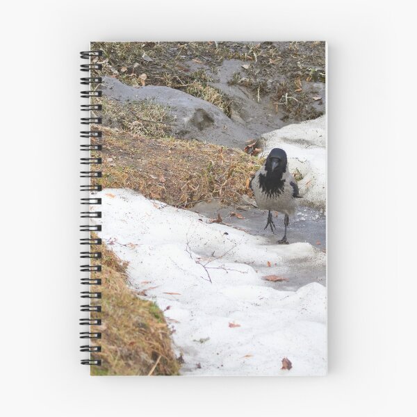 Item preview, Step by step. Hooded crow designed and sold by Jouko Lehto Photography.