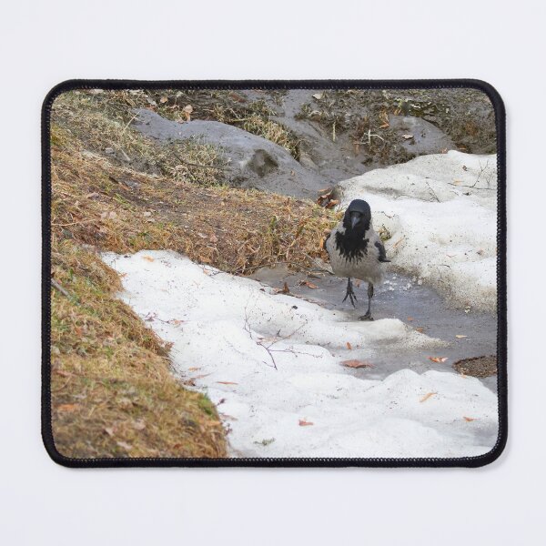 Item preview, Step by step. Hooded crow designed and sold by Jouko Lehto Photography.