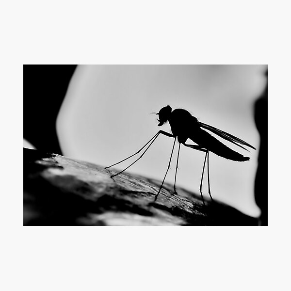 Item preview, Snipe Fly Silhouette   [ PVL ] designed and sold by relayer51.
