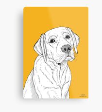 Labrador Dog Portrait Metal Print