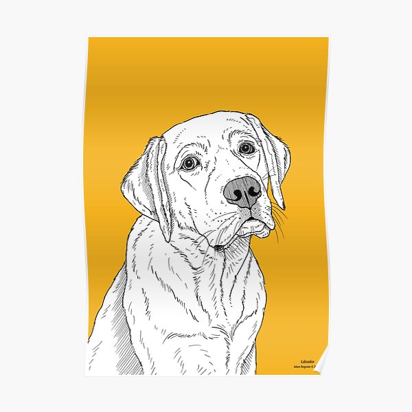 Labrador Dog Portrait Poster