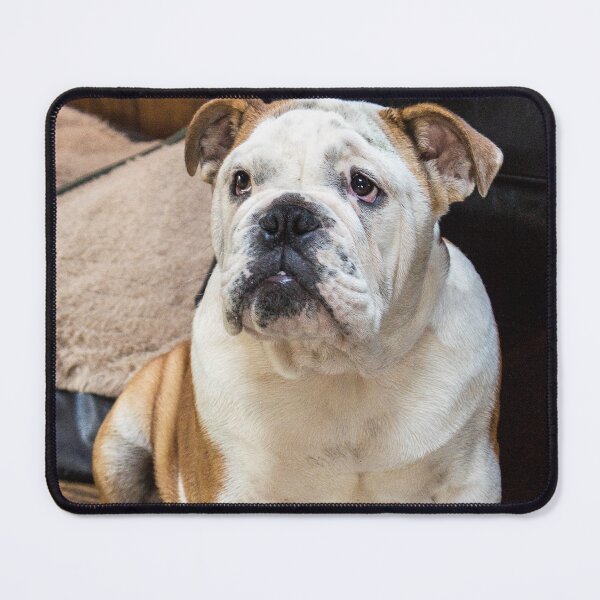 Item preview, British Bulldog puppy designed and sold by HaleyRedshaw.