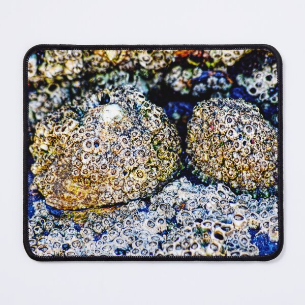 Item preview, Vibrant Nestled Rocks covered in Barnacles designed and sold by Charles Oliver Creations.