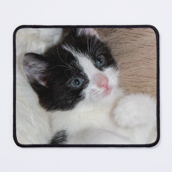 Item preview, Black and white kitten designed and sold by HaleyRedshaw.