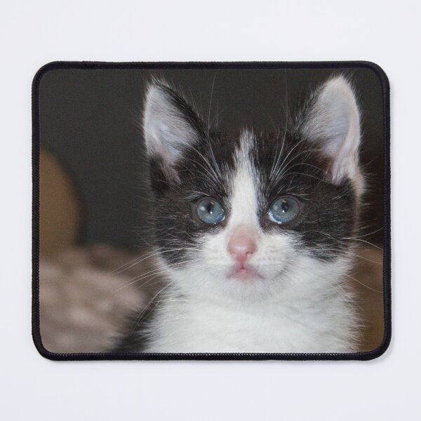Item preview, Black and white kitten designed and sold by HaleyRedshaw.