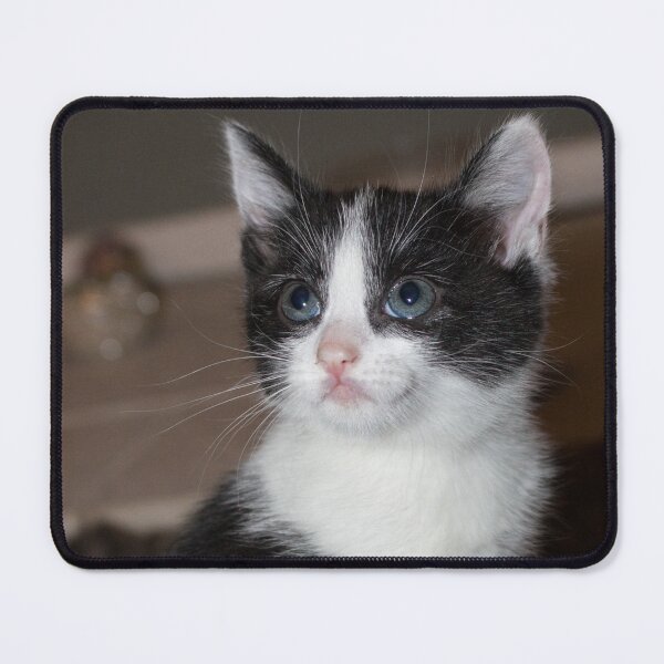 Item preview, Black and white kitten designed and sold by HaleyRedshaw.