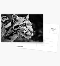 Clouded Leopard 1 - B&W Postcards