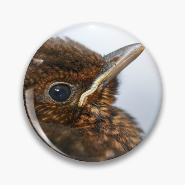 Item preview, Blackbird fledgling close up designed and sold by GreyFeatherPhot.