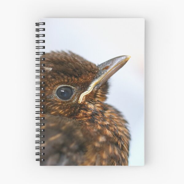 Item preview, Blackbird fledgling close up designed and sold by GreyFeatherPhot.