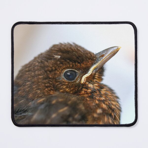 Item preview, Blackbird fledgling close up designed and sold by GreyFeatherPhot.