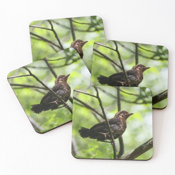 Item preview, Fledgling designed and sold by GreyFeatherPhot.