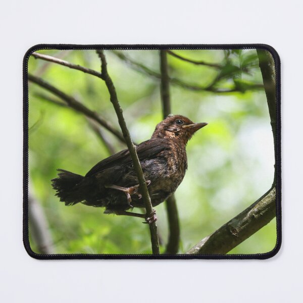 Item preview, Fledgling designed and sold by GreyFeatherPhot.
