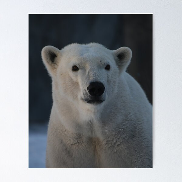 Nariz de oso polar - Disfraz de oso polar - Hocico de oso' Taza