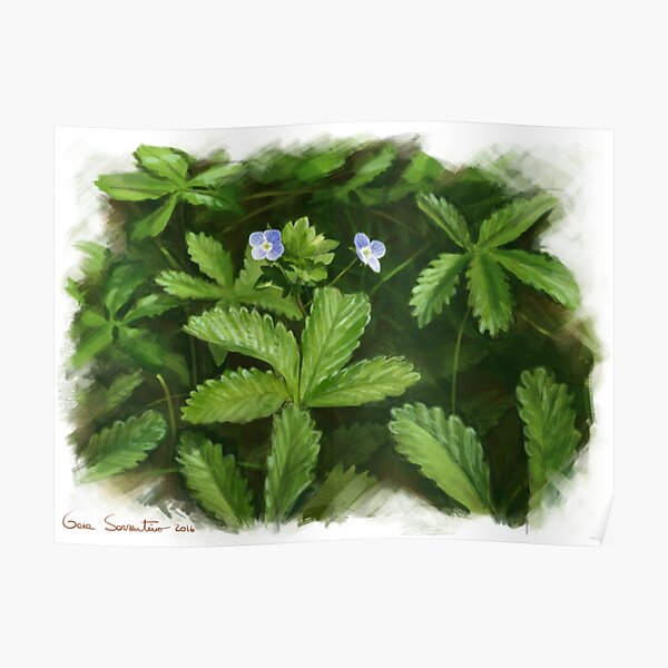 Veronica persica Poster
