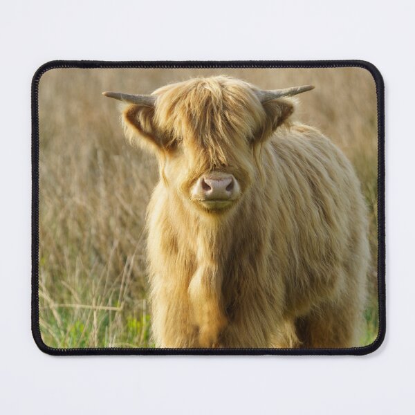 Item preview, Highland Cow designed and sold by rawshutterbug.