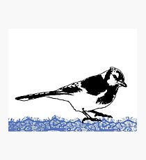 Blue Jay - Critter Love Collection 2 of 6 Photographic Print