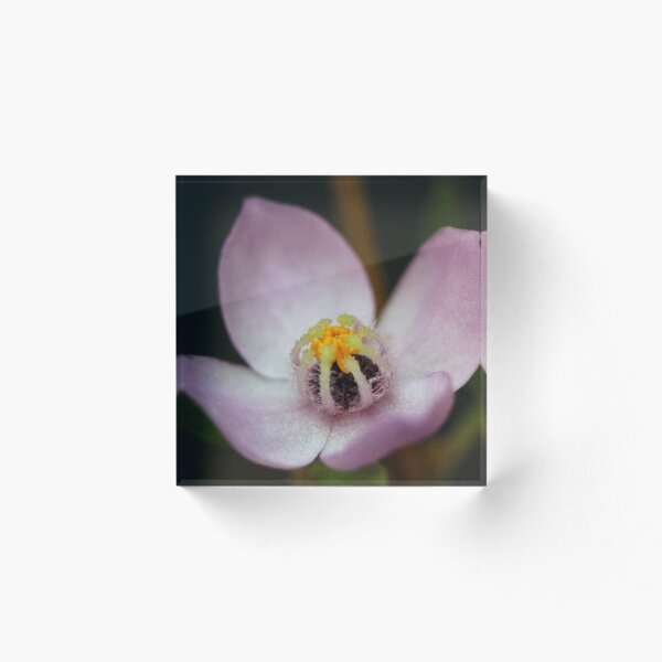 Item preview, Boronia safrolifera designed and sold by andrachne.