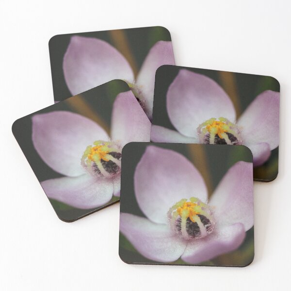 Item preview, Boronia safrolifera designed and sold by andrachne.