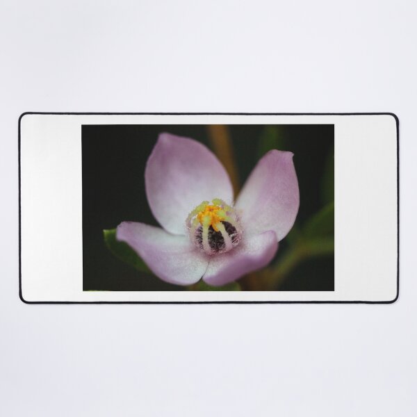 Item preview, Boronia safrolifera designed and sold by andrachne.