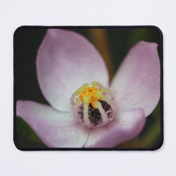 Item preview, Boronia safrolifera designed and sold by andrachne.