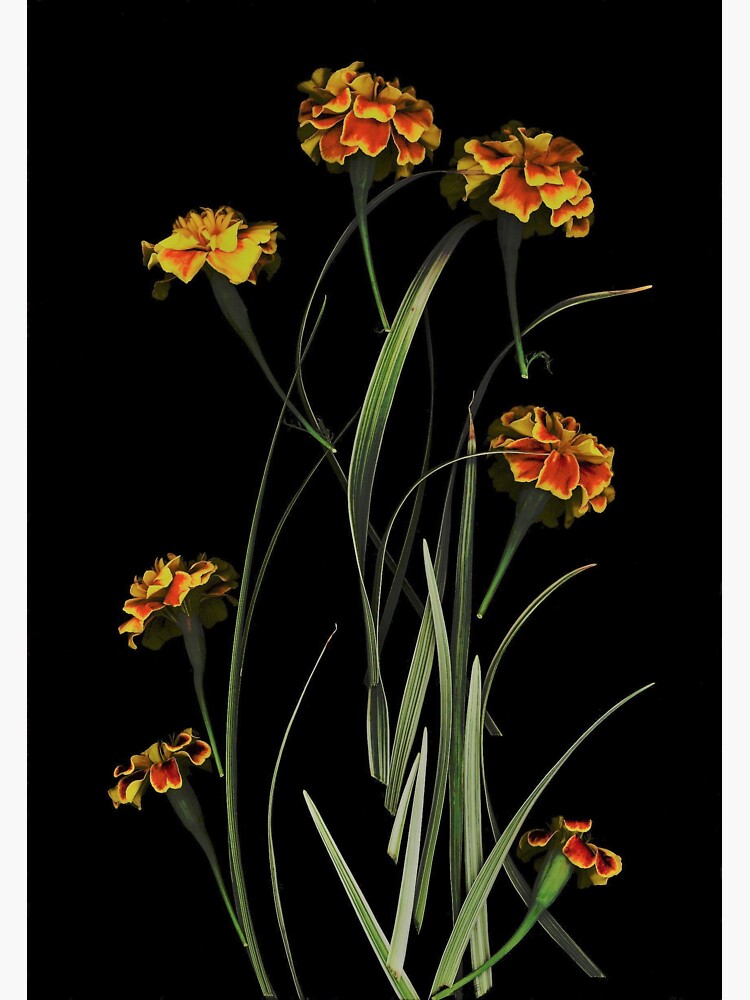 Thumbnail 3 of 3, Sticker, Marigold Carousel Dark Floral designed and sold by LindasPhotoArt.