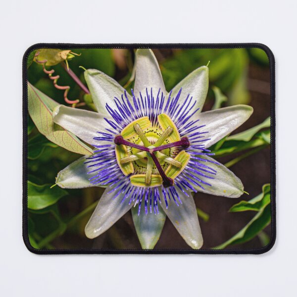 Item preview, Perfect Passionfruit Flower designed and sold by PhotosByFelix.
