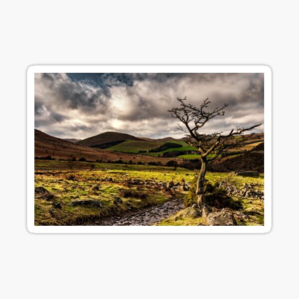 Item preview, Lone Tree, College Valley - Northumberland designed and sold by Reg-K-Atkinson.