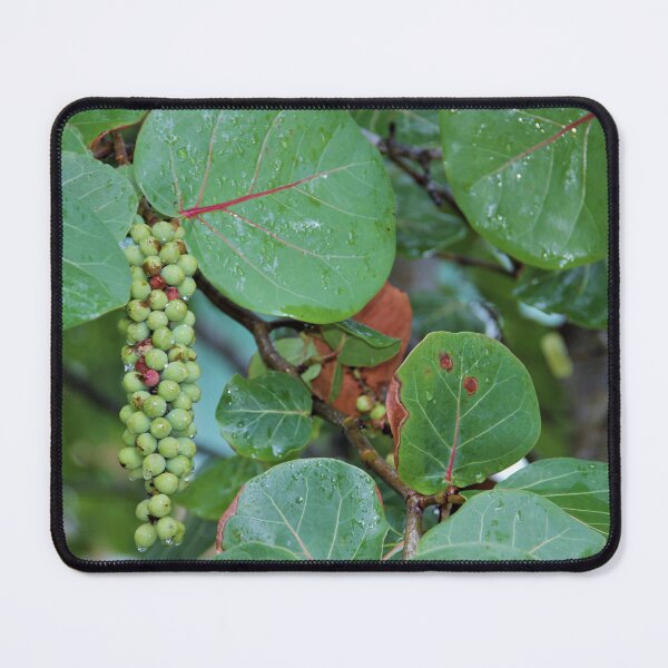 Item preview, Sea Grapes designed and sold by genalatorre.