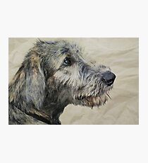 Irish Wolfhound Puppy Photographic Print