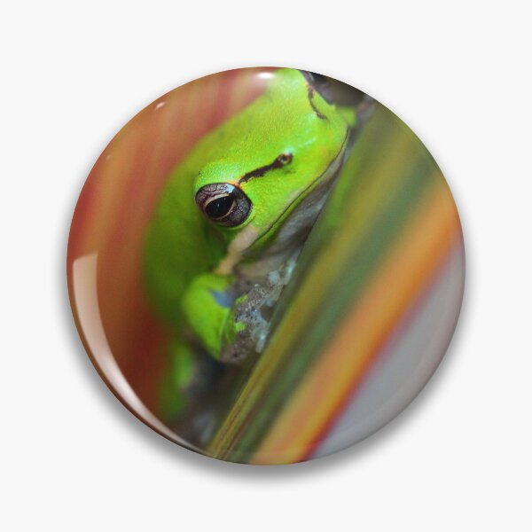 Item preview, Litoria fallax designed and sold by andrachne.
