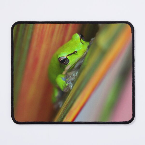 Item preview, Litoria fallax designed and sold by andrachne.