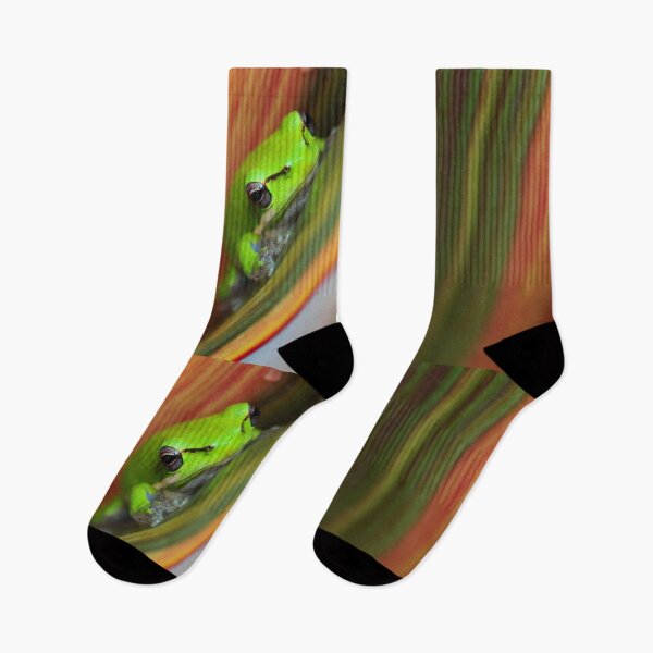 Item preview, Litoria fallax designed and sold by andrachne.