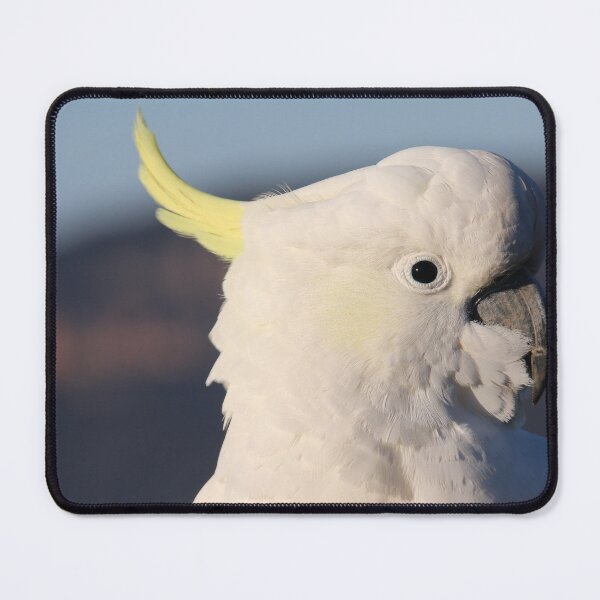 Item preview, Meeting a local at Katoomba, NSW designed and sold by Lozzie Eliza Designs.