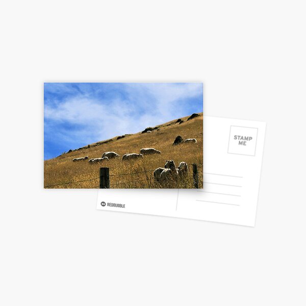 Sheep Fence Postcard