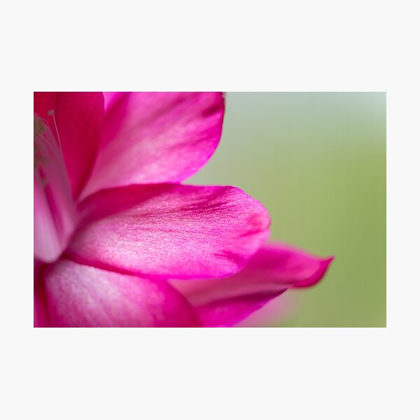 Spring Breeze Photographic Print