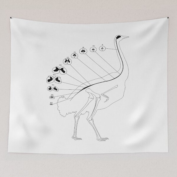 Item preview, Ostrich Spine Anatomical Bird Science Illustration designed and sold by encyclo-art.
