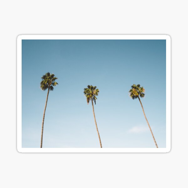 Three Palm Trees Blue Sky California