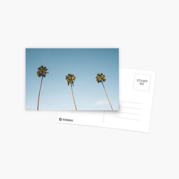 Three Palm Trees Blue Sky California Postcard