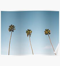 Three Palm Trees Blue Sky California Poster